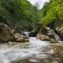 river in the middle of green trees