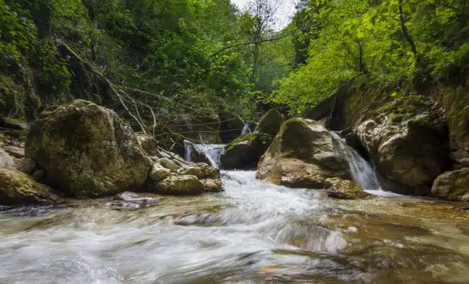 river in the middle of green trees